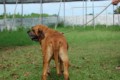 Padreadores - Fila Brasileiro Dourado - Canil Singular - Kaizer